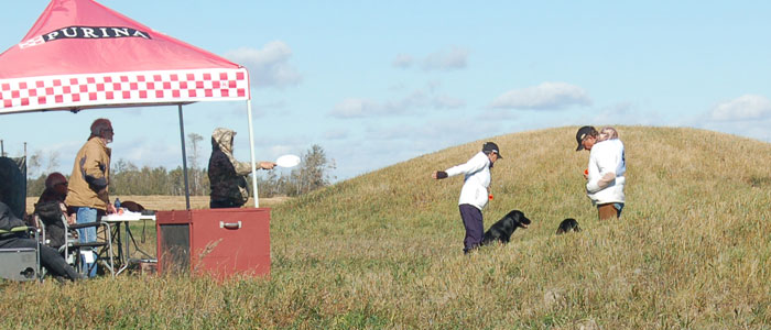 Lucky on the line with honor dog